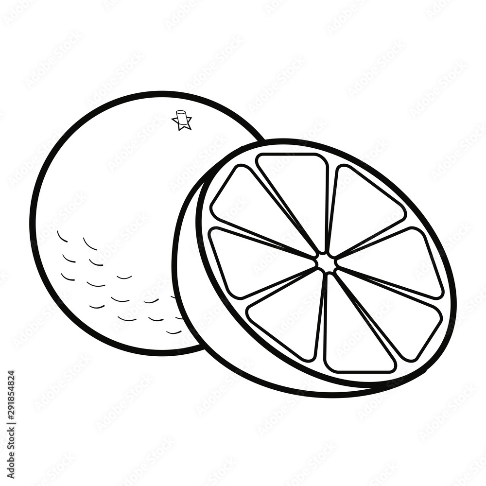 Sliced orange cut in half. Vector illustration in black and white. Sliced orange cut in half. Vector illustration in black and white.