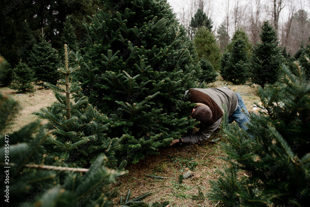 dad cutting down Christmas tree in the tree farm dad cutting down Christmas tree in the tree farm