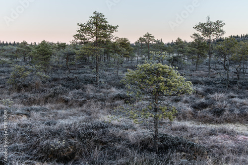 Dawn over a bog photo