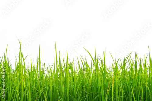 Green rice field white background, Abstract close up of a newly planted rice paddy