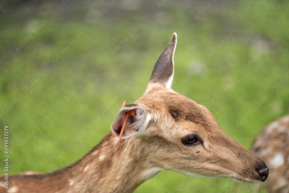 Close up of young deer waiting toruist to feed them some food.