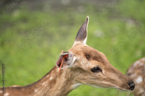 Obraz na płótnie Close up of young deer waiting toruist to feed them some food. w salonie