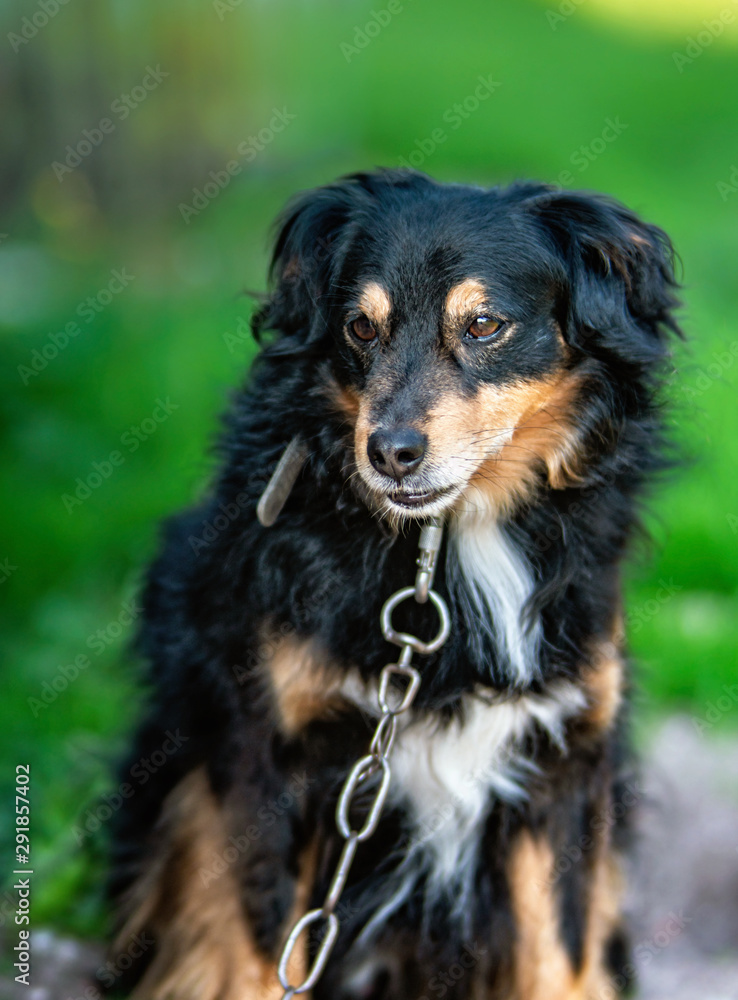 Portrait of a beautiful sitting dog with steel chain
