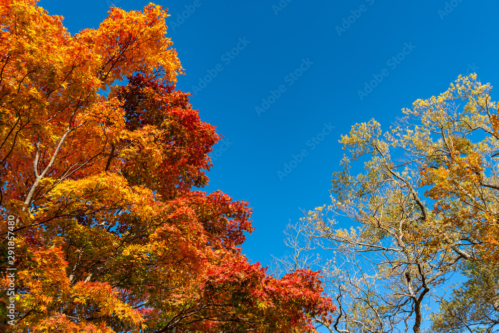 Beautiful Autumn landscape background. Colorful fall foliage in sunny day Beautiful Autumn landscape background. Colorful fall foliage in sunny day