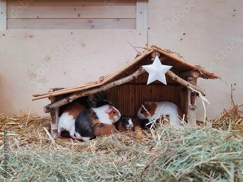 Guinea-pig nativity scene photo