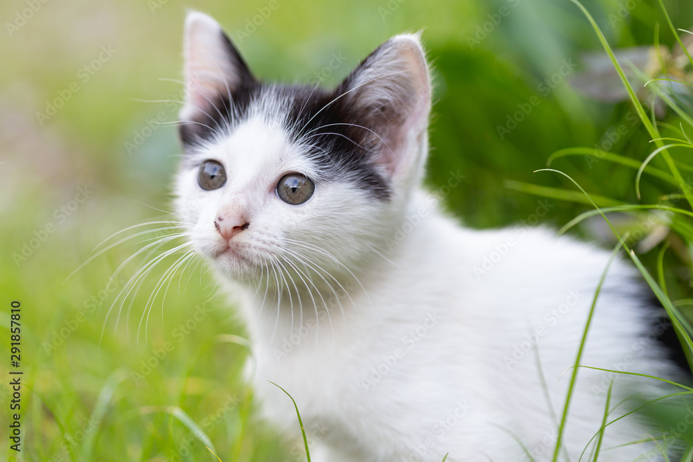 little cat sitting on the grass.