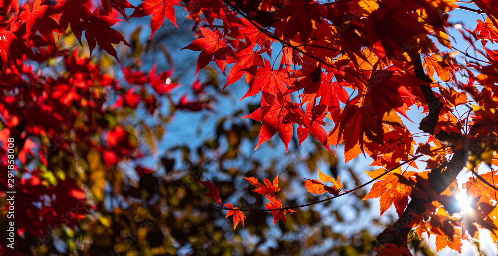 close-up colorful fall foliage in sunny day. beautiful autumn landscape background close-up colorful fall foliage in sunny day. beautiful autumn landscape background