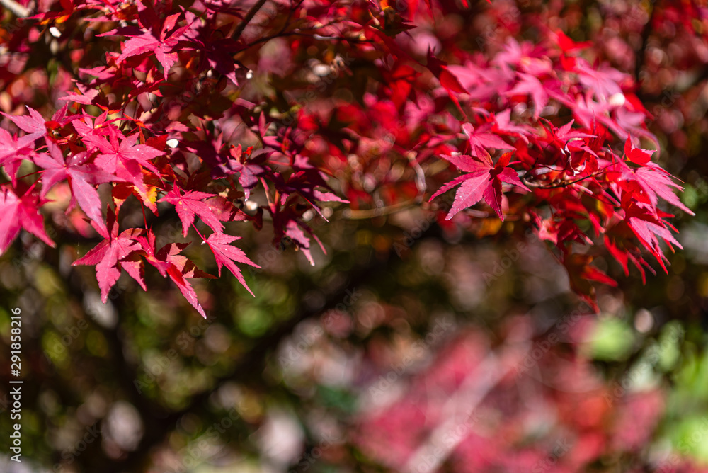 Fototapeta premium close-up colorful fall foliage in sunny day. beautiful autumn landscape background