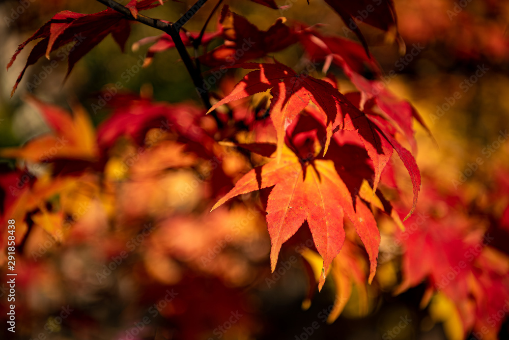 close-up colorful fall foliage in sunny day. beautiful autumn landscape background