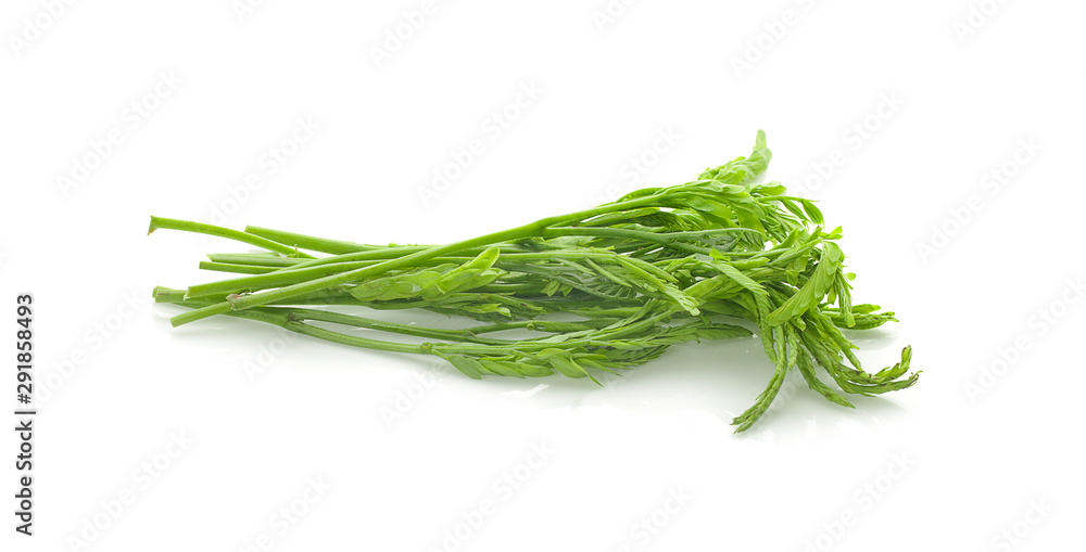 Leucaena an isolated on white Background Leucaena an isolated on white Background