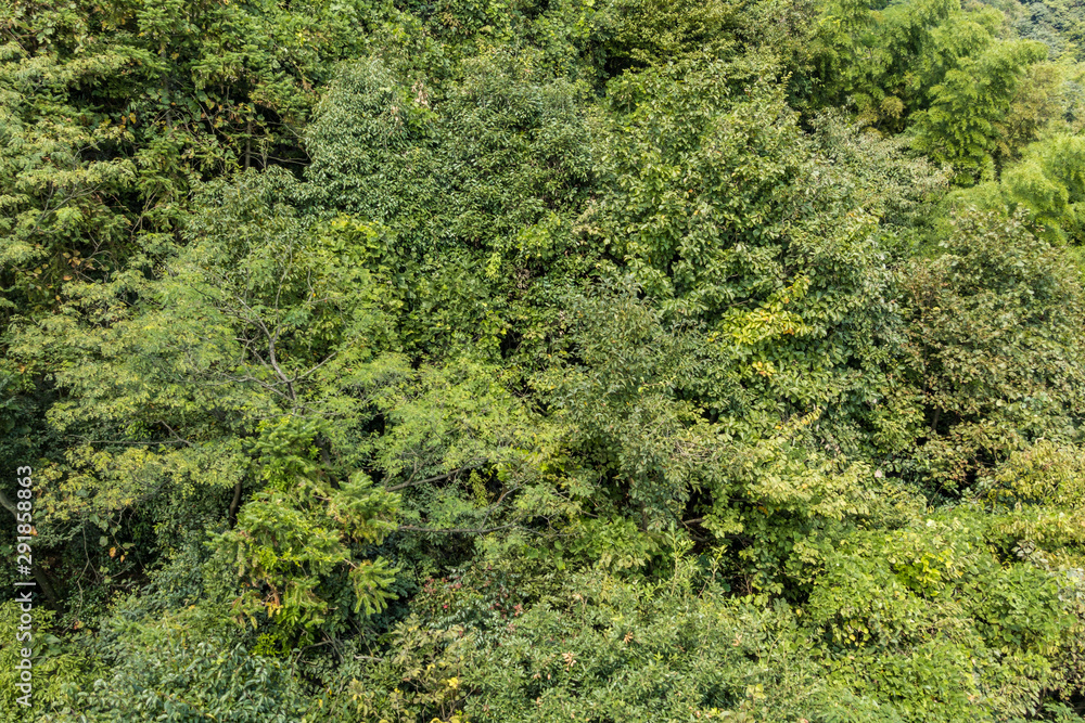 dense green forest with trees and bamboos with view from above dense green forest with trees and bamboos with view from above