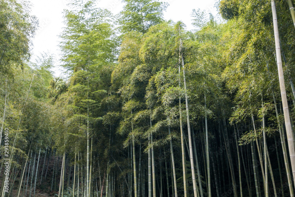 fresh green bamboo grown in the forest on an overcast morning fresh green bamboo grown in the forest on an overcast morning