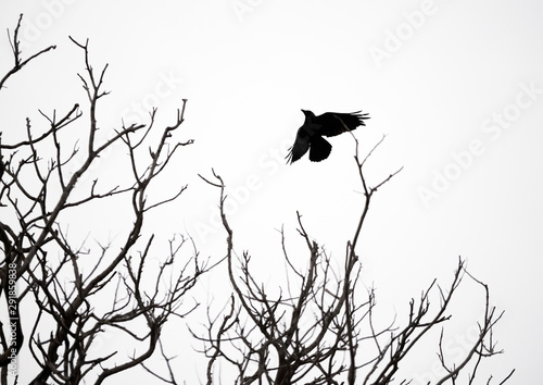 Birds on bare branches in the wild, Travel in Sri Lanka photo