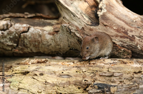 A cute wild Bank Vole, Myodes glareolus eating a seed in its cupped hands sitting on a log in woodland.