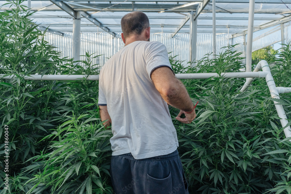 Cannabis Farmer In His Greenhouse. Cannabis Farmer In His Greenhouse.
