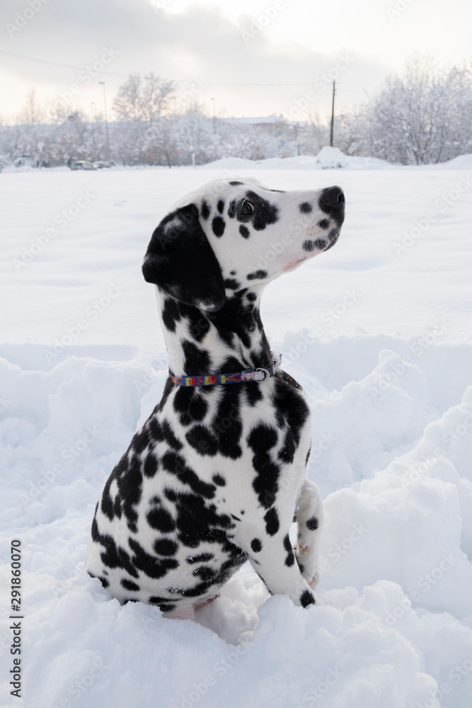 Portrait of a damlatian dog on snow at winter Portrait of a damlatian dog on snow at winter