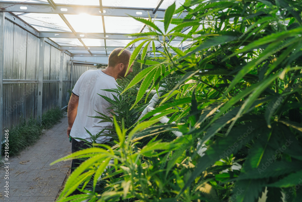Cannabis Farmer In His Greenhouse. Cannabis Farmer In His Greenhouse.