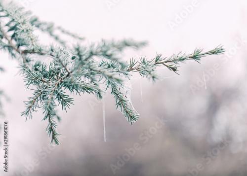 Frosted conifer branch on the tree in wintry morning photo