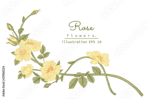 Sketch Floral Botany Collection. Yellow Rose flower drawings. Beautiful line art on white backgrounds. Hand Drawn Botanical Illustrations.Vector.