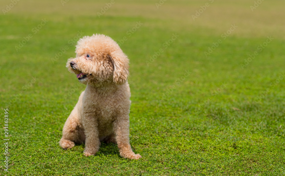 Cute Dog poodle city at park