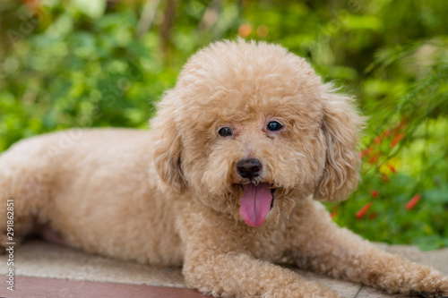 Dog poodle at city park © leungchopan