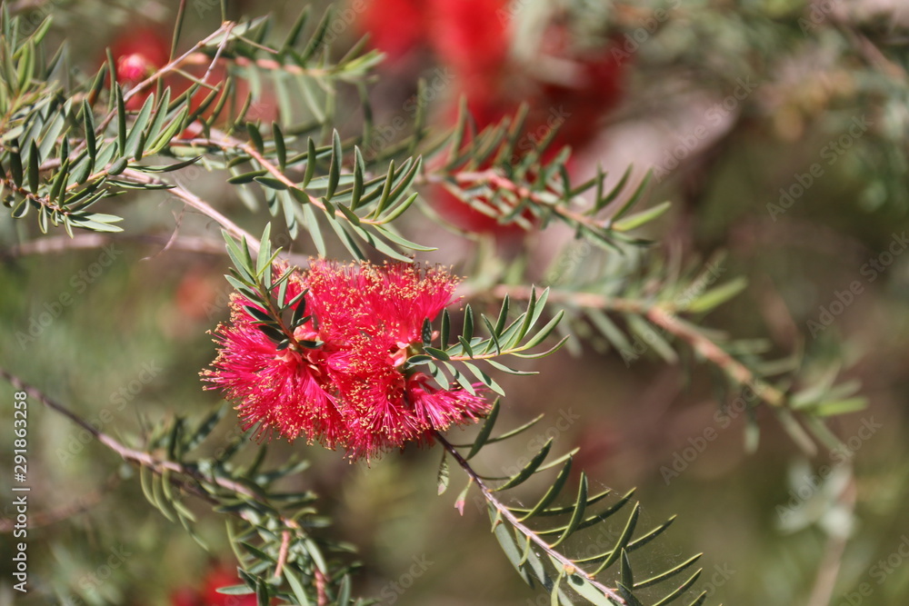 Red Bottle Brush Red Bottle Brush