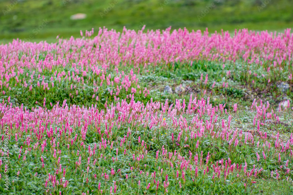 Naklejka premium field of purple flowers