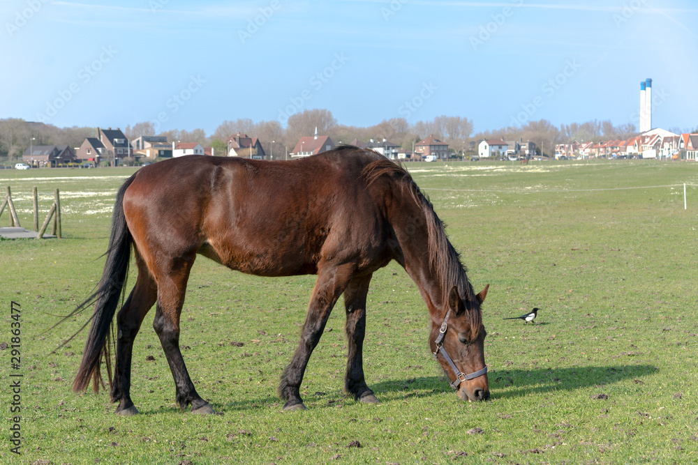Obraz premium The young horse who is grazed on a summer meadow.