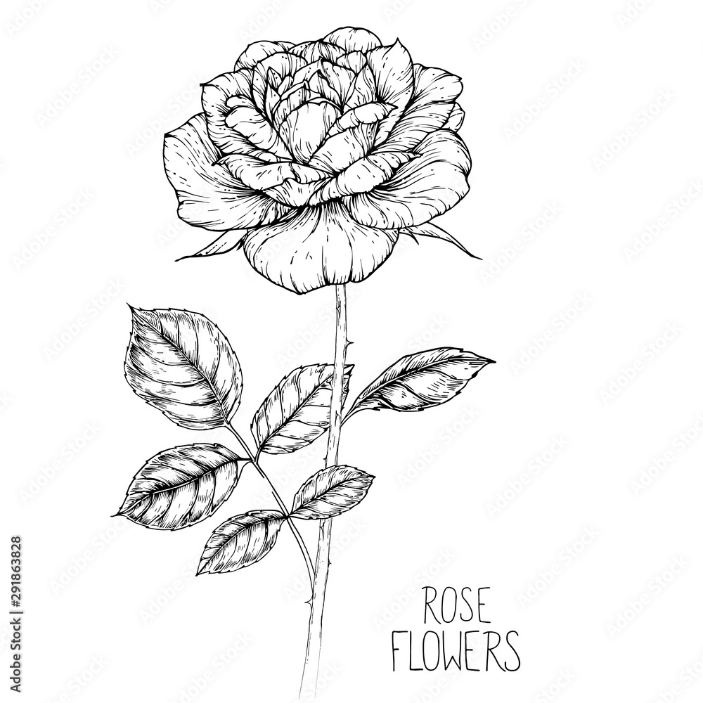 Obraz premium Sketch Floral Botany Collection. Rose flower drawings. Black and white with line art on white backgrounds. Hand Drawn Botanical Illustrations.Vector.