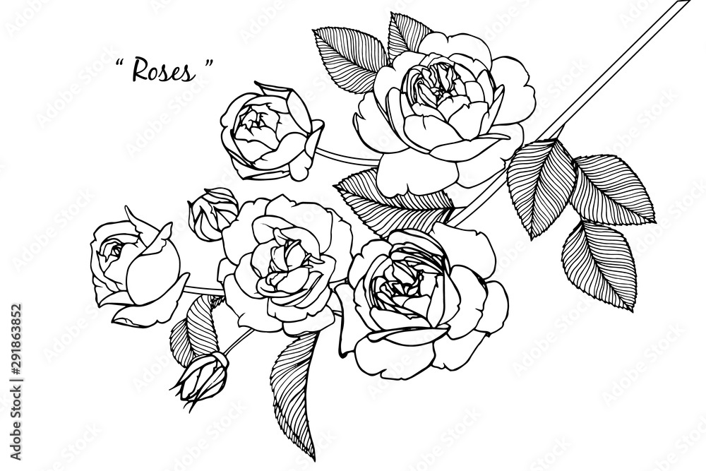 Sketch Floral Botany Collection. Rose flower drawings. Black and white with line art on white backgrounds. Hand Drawn Botanical Illustrations.Vector. Sketch Floral Botany Collection. Rose flower drawings. Black and white with line art on white backgrounds. Hand Drawn Botanical Illustrations.Vector.