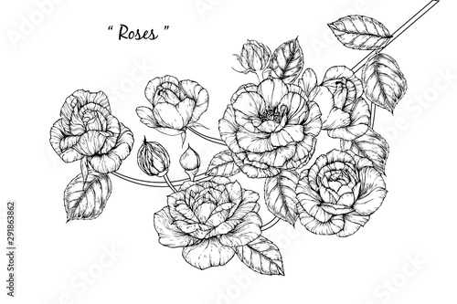 Sketch Floral Botany Collection. Rose flower drawings. Black and white with line art on white backgrounds. Hand Drawn Botanical Illustrations.Vector.