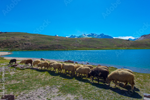 flock of sheep in the mountains photo