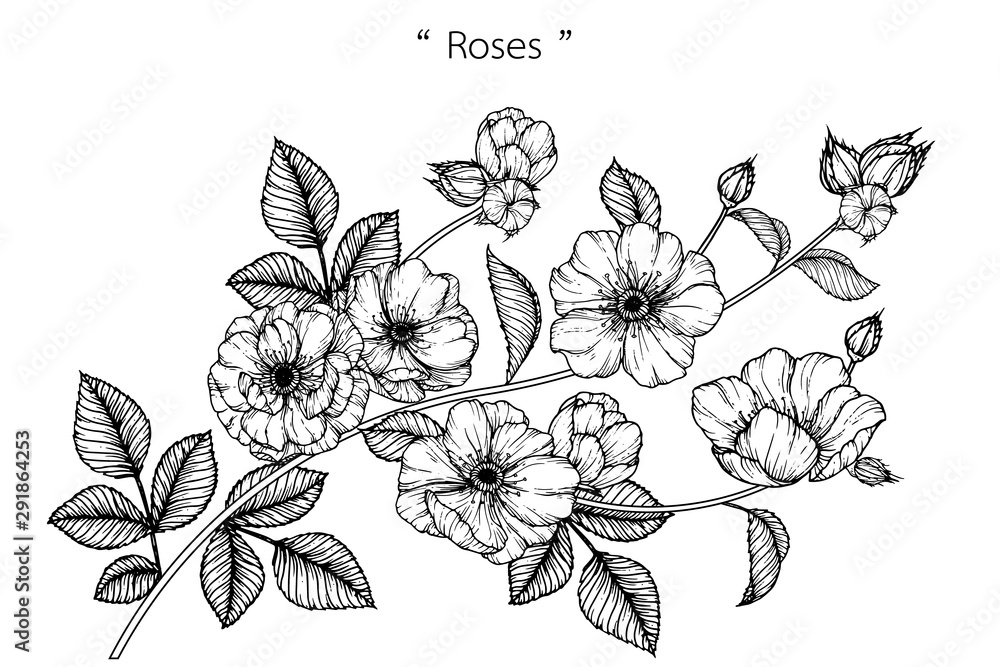 Fototapeta premium Sketch Floral Botany Collection. Rose flower drawings. Black and white with line art on white backgrounds. Hand Drawn Botanical Illustrations.Vector.