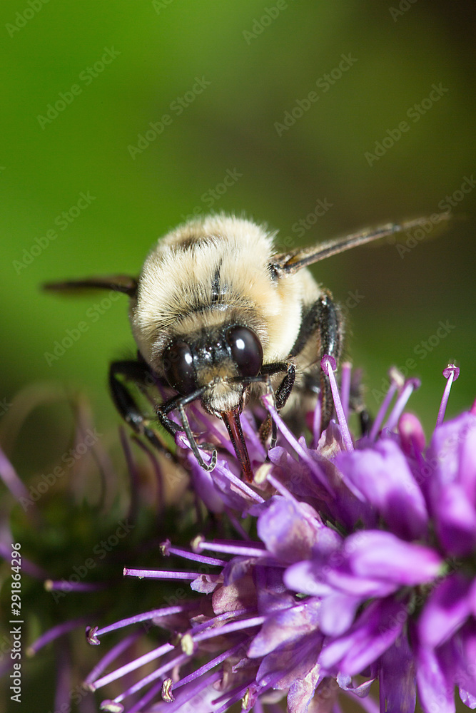 Bumblebee using proboscis to feed on nectar of a salvia flower. Bumblebee using proboscis to feed on nectar of a salvia flower.