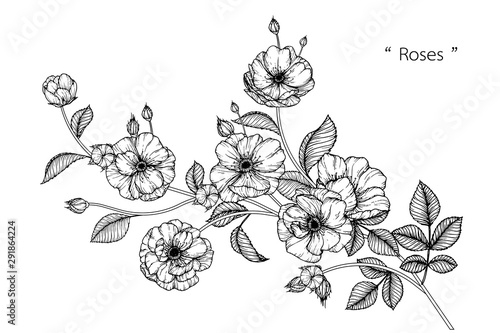 Sketch Floral Botany Collection. Rose flower drawings. Black and white with line art on white backgrounds. Hand Drawn Botanical Illustrations.Vector. photo