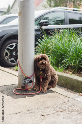 cute fluffy brown dog tied to pole photo