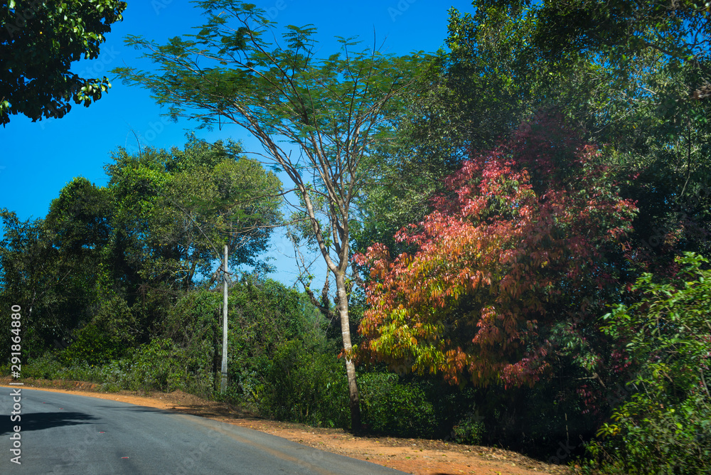 Obraz premium road in the forest - spring season