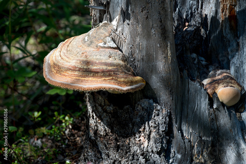 Ganoderma applanatum mushrooms growing on trees