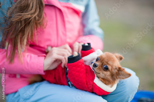 girl owner in track suit dressing her little chihuahua dog in animal clothes