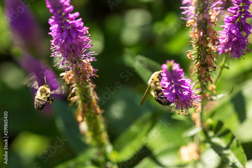 Bumblebees visiting a salvia flower in Newbury, New Hampshire. © duke2015