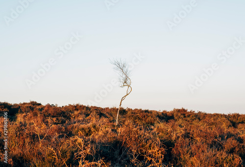 Lone tree among bracken at sunset. Birchen Edge, Derbyshire, UK. photo