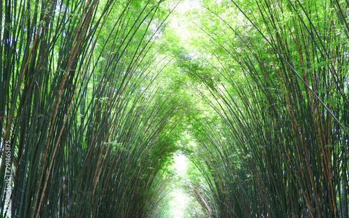 Bamboo arbor