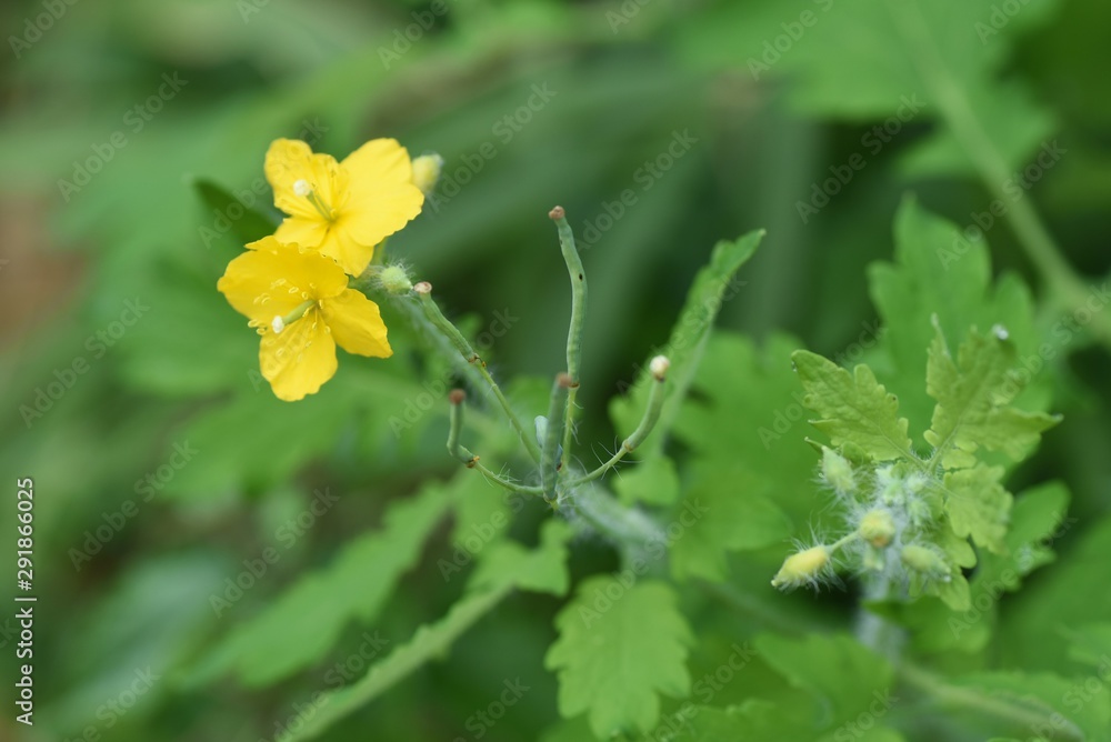 Greater celandine flowers / Greater celandine bloom yellow in early summer, but they are poisonous plants containing alkaloids and are also medicinal plants. Greater celandine flowers / Greater celandine bloom yellow in early summer, but they are poisonous plants containing alkaloids and are also medicinal plants.