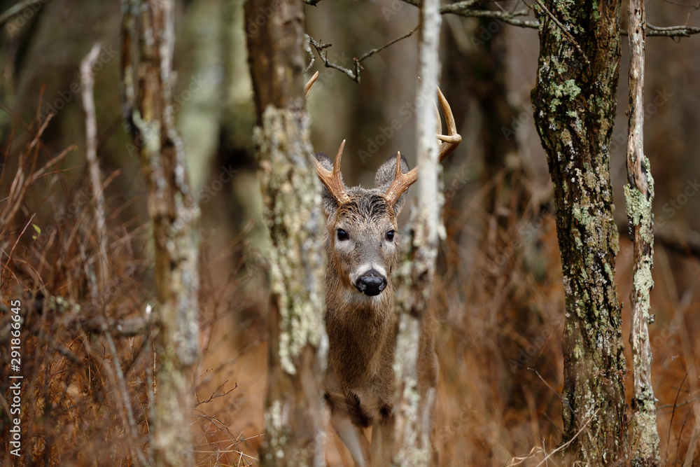 White-tailed Deer White-tailed Deer