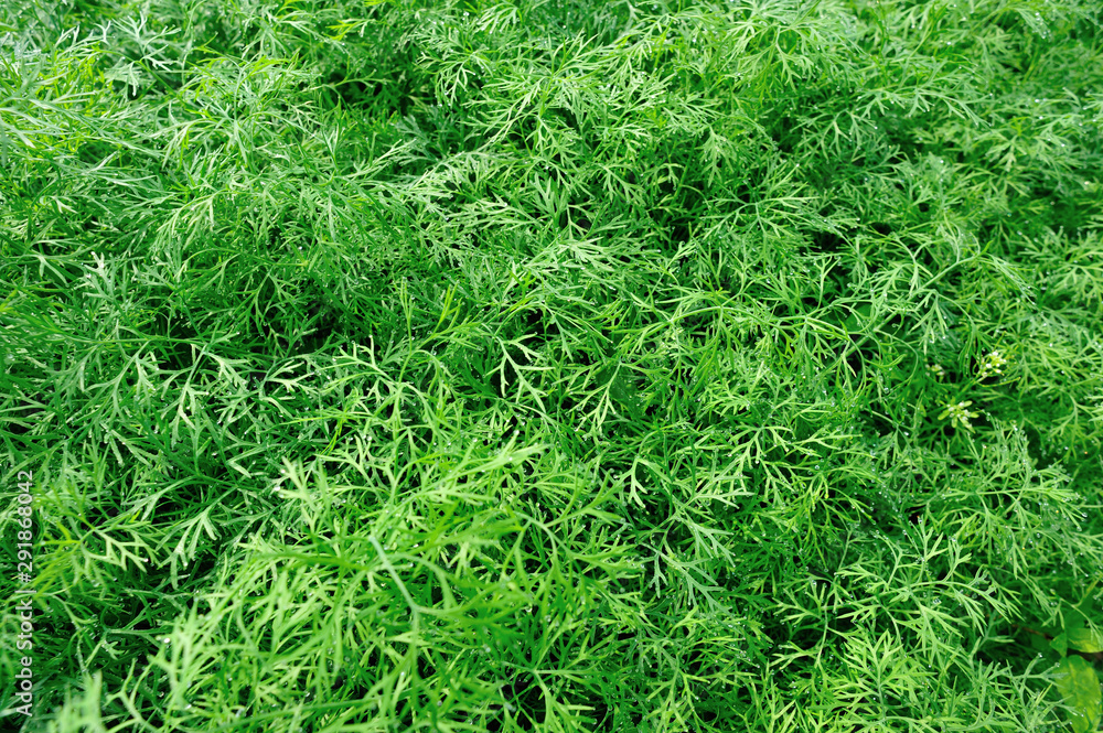 Carrots in growth at garden Carrots in growth at garden