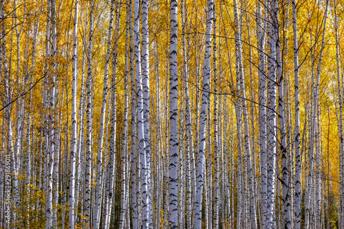 A wall of birch trunks with yellow autumn leaves. Beautiful birch grove in autumn.