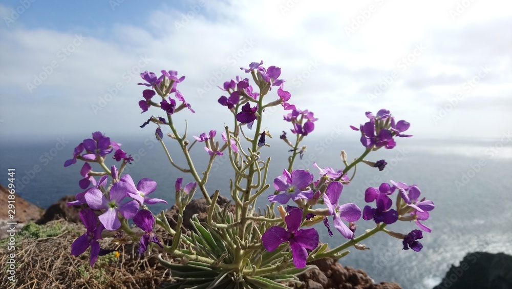 Madeira Ponta de Sao Lourenco Flower Madeira Ponta de Sao Lourenco Flower