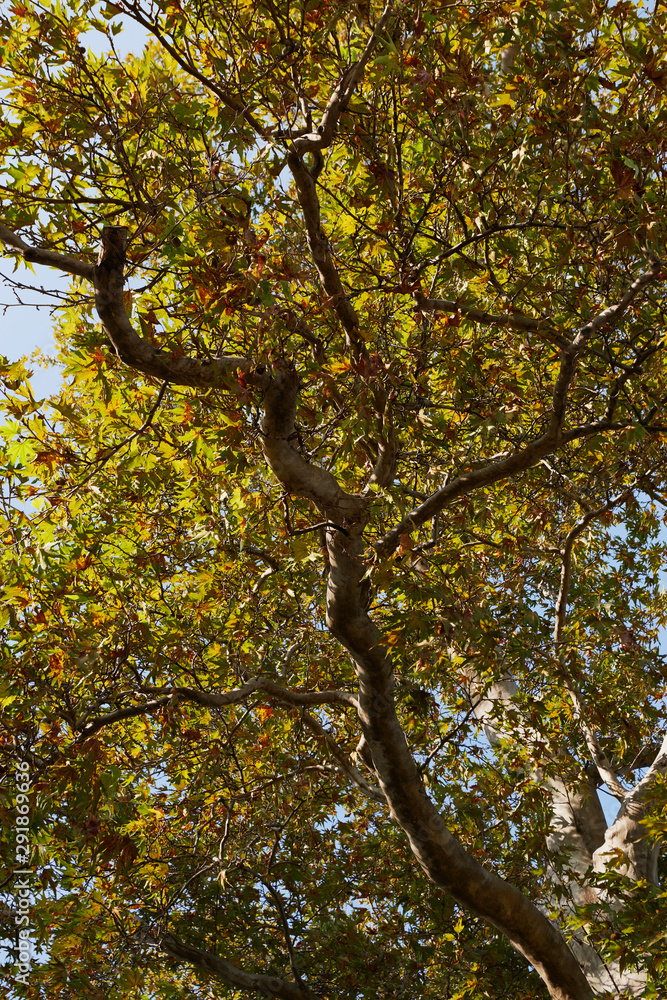 Autumn tree tops on sky background. Autumn trees sky view. Autumn tree tops in autumn forest scene Autumn tree tops on sky background. Autumn trees sky view. Autumn tree tops in autumn forest scene