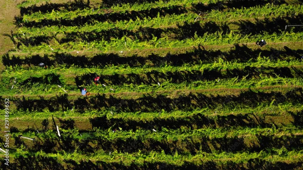 Harvesting grapevine in vineyard, aerial view of winery estate in Europe, workers pick grapes, aerial view Harvesting grapevine in vineyard, aerial view of winery estate in Europe, workers pick grapes, aerial view