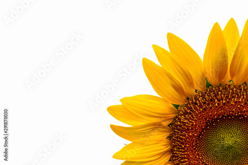 sunflower isolated on white background
